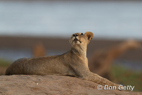 Lion