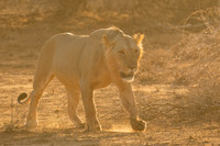 Lion