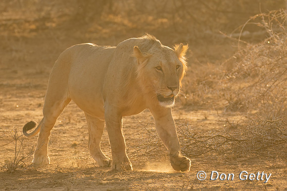 Lion