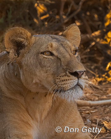 Lion