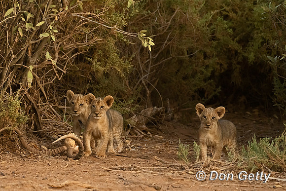 Lion