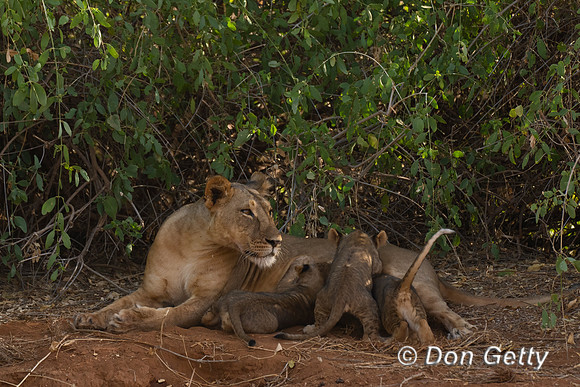 Lion