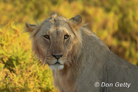Lion