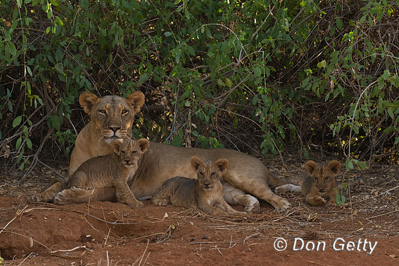 Lion