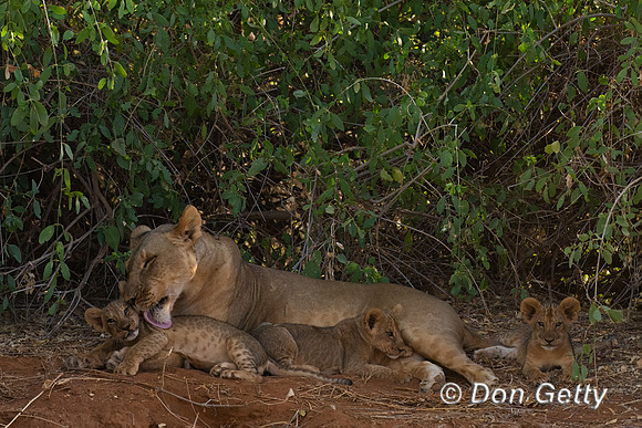 Lion