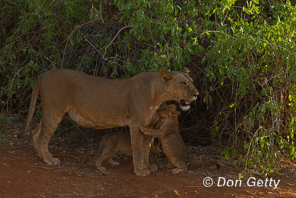 Lion