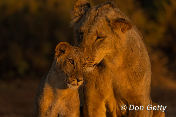 Lion