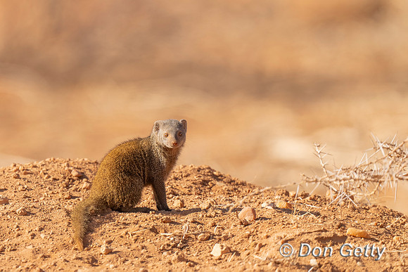 Dwarf Mongoose