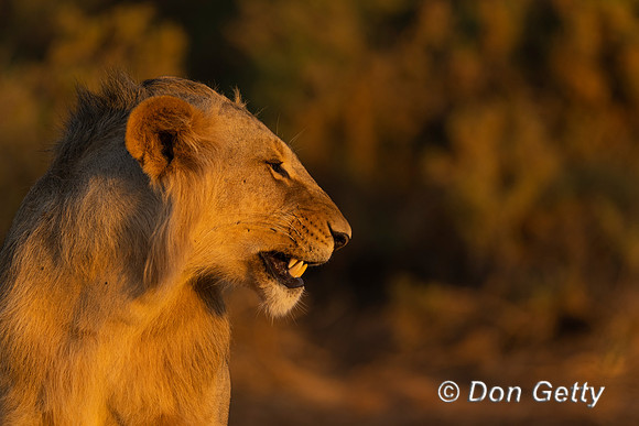 Lion