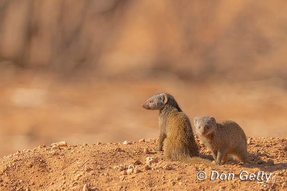 Dwarf Mongoose
