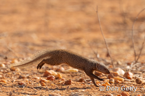Dwarf Mongoose,