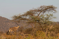 Beisa Oryx