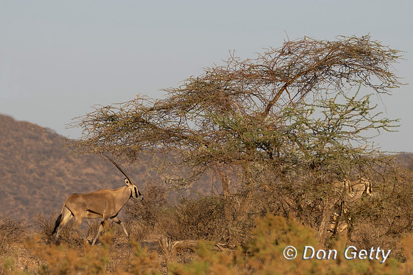 Beisa Oryx