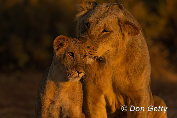 Lion