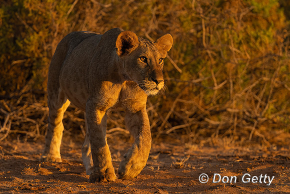 Lion