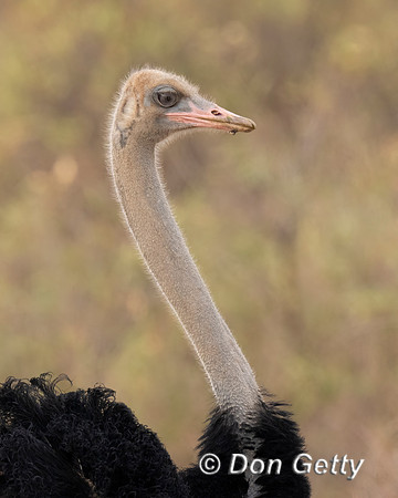 Somali Ostrich