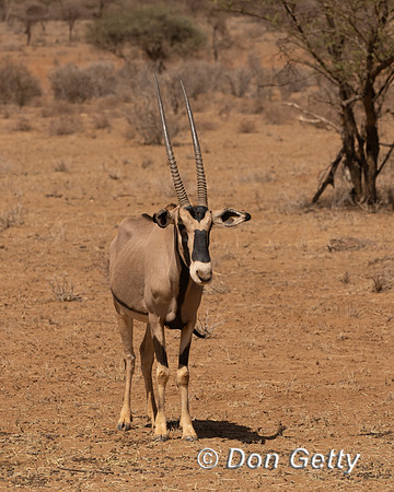 Beisa Oryx