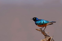 Superb Starling