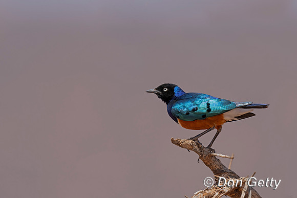 Superb Starling