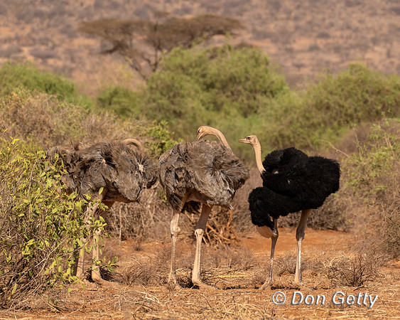 Somali Ostrich