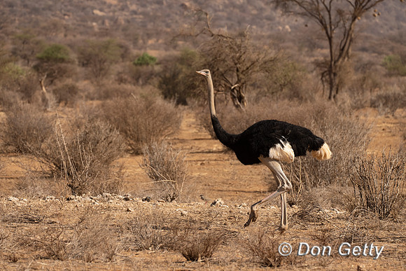 Somali Ostrich