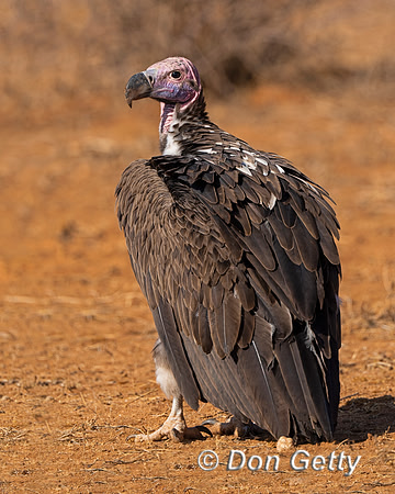 Lappet-faced Vulture
