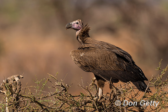 Lappet-faced Vulture