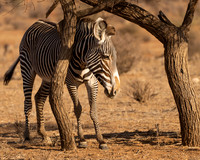 Grevy's Zebra
