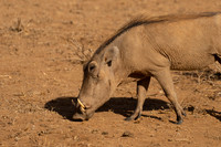 Warthog