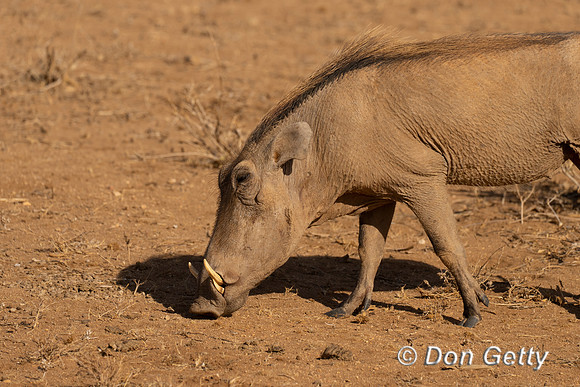 Warthog