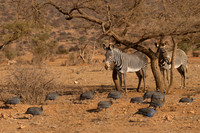 Grevy's Zebra