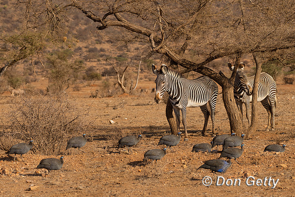 Grevy's Zebra