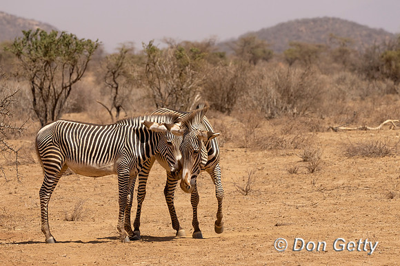 Grevy's Zebra