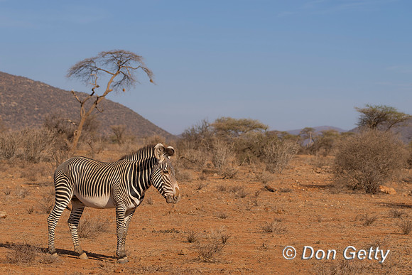 Grevy's Zebra
