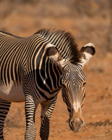 Zebra, Grevy's