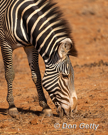 Grevy's Zebra