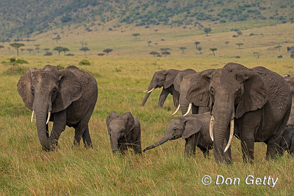 Elephant
