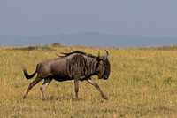 Wildebeest