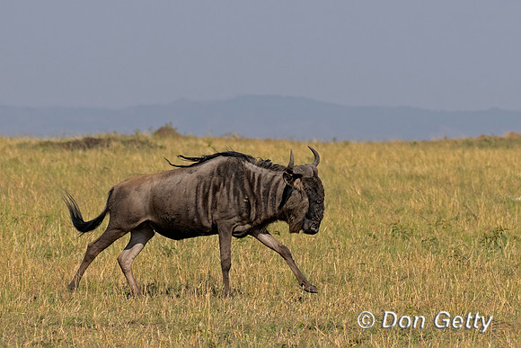 Wildebeest