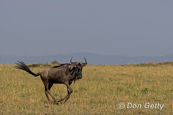 Wildebeest