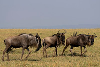 Wildebeest