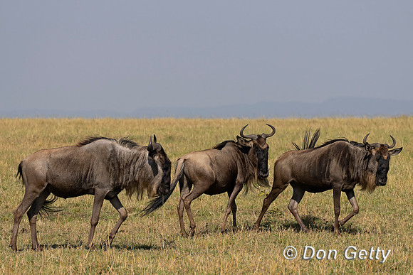 Wildebeest