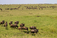 Wildebeest