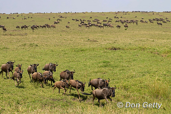 Wildebeest