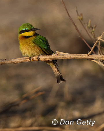 Little Bee-eater