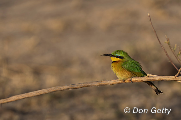 Little Bee-eater