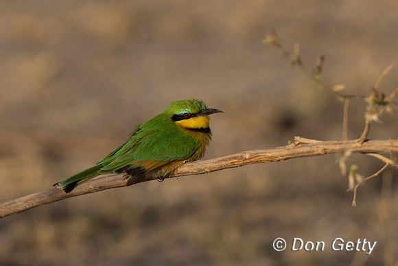 Little Bee-eater