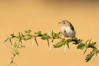 Zitting Cisticola