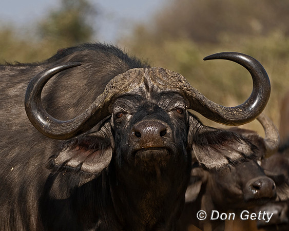 African Buffalo
