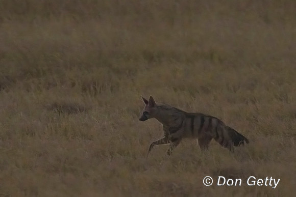 Aardwolf
